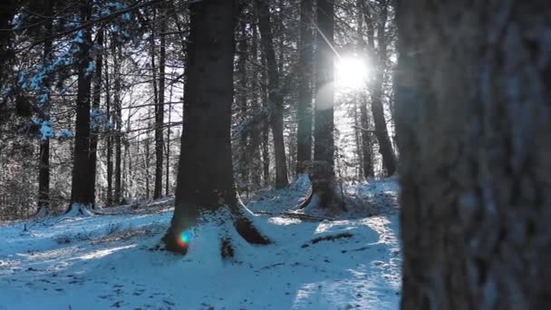 Fantastiskt Skogslandskap Med Solstrålar Genom Tallskogen Vintersäsongen — Stockvideo