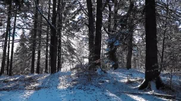 Niesamowity Krajobraz Leśny Promieniami Słońca Przez Las Sosnowy Sezonie Zimowym — Wideo stockowe