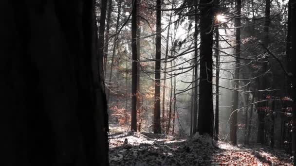 Amazing Forest Landscape Sunbeams Pine Forest Winter Season — Stock Video