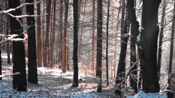 Paisagem Florestal Incrível Com Raios Sol Através Floresta Pinheiros Temporada — Vídeo de Stock