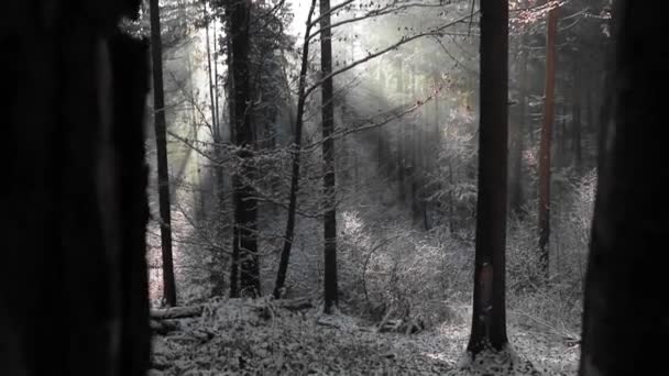 Niesamowity Krajobraz Leśny Promieniami Słońca Przez Las Sosnowy Sezonie Zimowym — Wideo stockowe