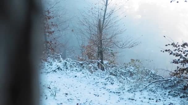 Лесной Пейзаж Зимний Сезон Деревьями Покрытыми Снегом — стоковое видео