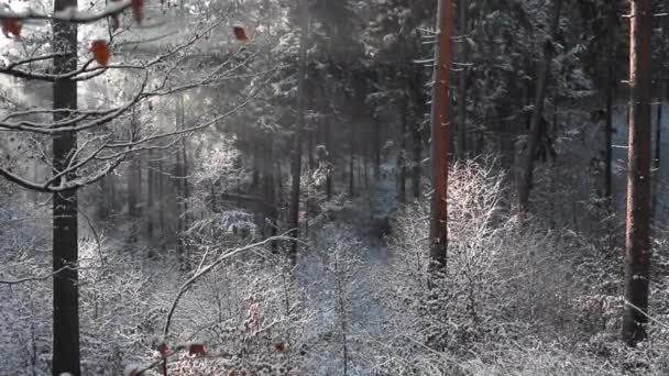 Niesamowity Krajobraz Leśny Promieniami Słońca Przez Las Sosnowy Sezonie Zimowym — Wideo stockowe