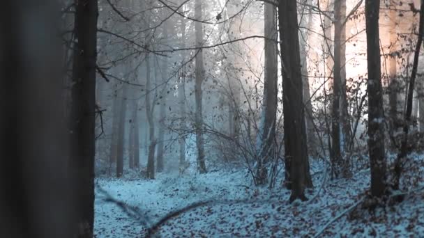 Niesamowity Krajobraz Leśny Promieniami Słońca Przez Las Sosnowy Sezonie Zimowym — Wideo stockowe