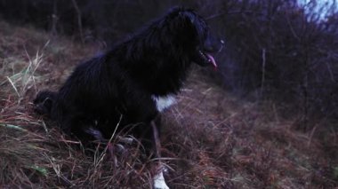 Islak siyah köpek, kış boyunca ormanın yakınındaki sarı çimlerde oturuyor.
