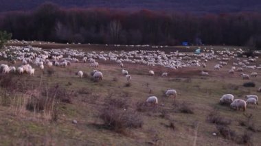 Sonbahar mevsiminde akşam vakti tepede otlayan koyun sürüsü.