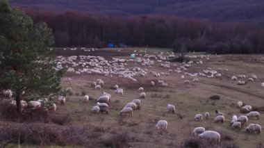 Sonbahar mevsiminde akşam vakti tepede otlayan koyun sürüsü.