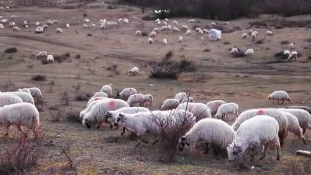 Kudde Schapen Grazen Heuvel Herfst Seizoen Avond Licht — Stockvideo