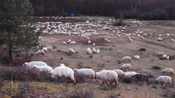 Sonbahar Mevsiminde Akşam Vakti Tepede Otlayan Koyun Sürüsü — Stok video