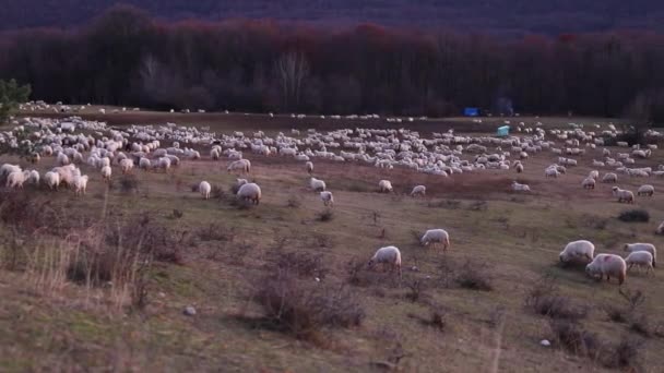 Sonbahar Mevsiminde Akşam Vakti Tepede Otlayan Koyun Sürüsü — Stok video