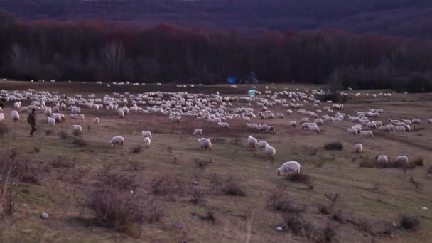 夕方の光で秋の季節に丘の上に羊の放牧の群れ — ストック動画