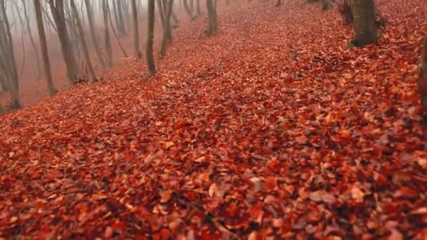 Foggy Dag Skogen Med Färgade Blad Höst Säsongen — Stockvideo