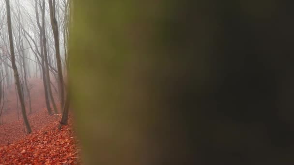 Foggy Jour Dans Forêt Avec Des Feuilles Colorées Saison Automne — Video