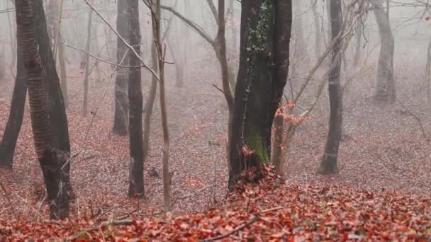 Dia Nebuloso Floresta Com Folhas Coloridas Temporada Outono — Vídeo de Stock