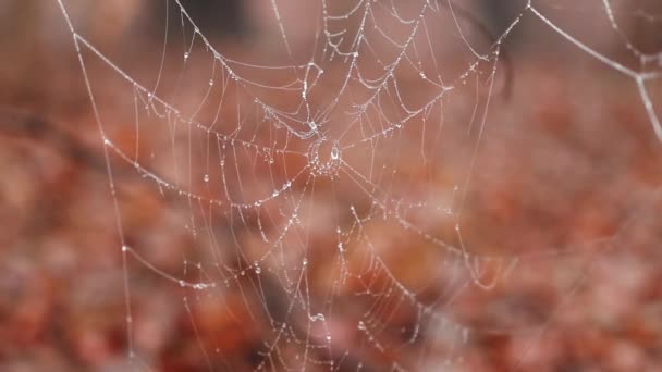 Toile Araignée Avec Givre Blanc Dans Une Matinée Brumeuse Forêt — Video