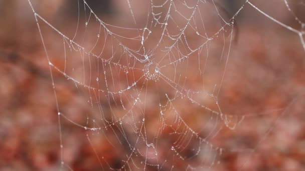 Spinnennetz Mit Raureif Einem Nebligen Morgen Herbst Wald — Stockvideo