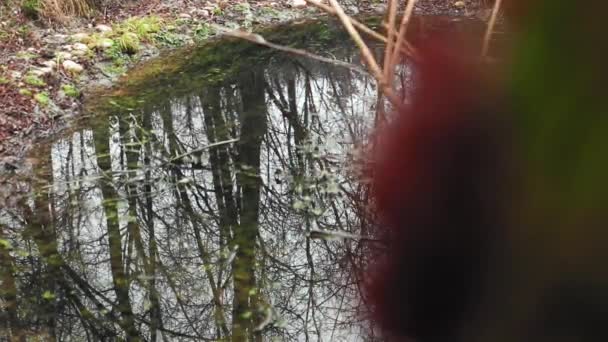 Ujawnić Jezioro Lasu Odbiciem Wody Sezonie Jesiennym — Wideo stockowe