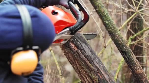 Homem Cortando Madeira Com Uma Motosserra Floresta Outono — Vídeo de Stock