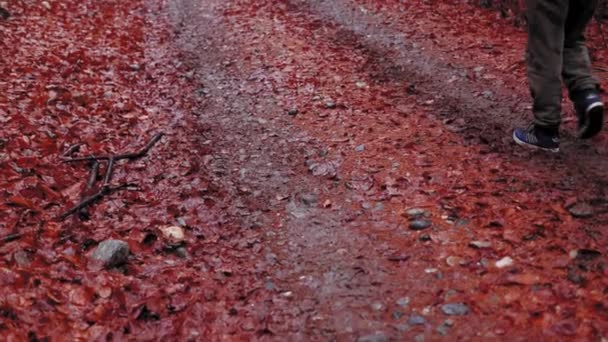 Een Man Loopt Bosweg Herfst Met Mist Gekleurde Bladeren — Stockvideo