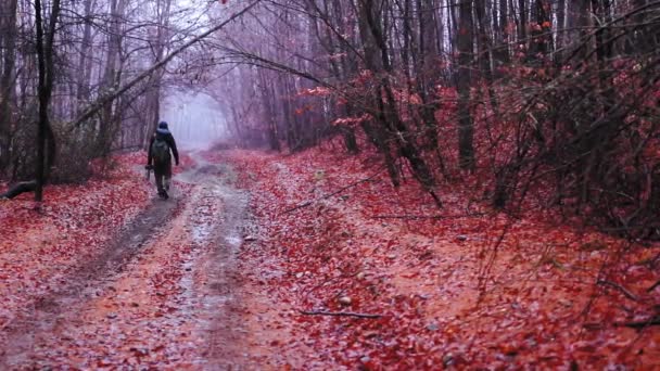 Mężczyzna Chodzi Leśnej Drodze Jesienią Mgłą Kolorowymi Liśćmi — Wideo stockowe