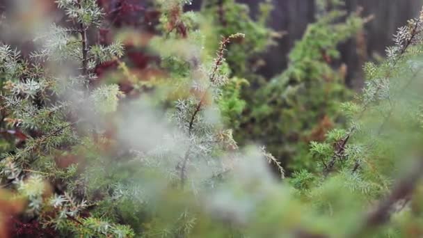 Tågeskov Med Nåletræer Efterårssæsonen – Stock-video
