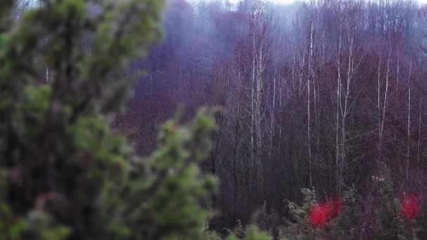 Forêt Conifères Avec Des Détails Conifères Automne — Video