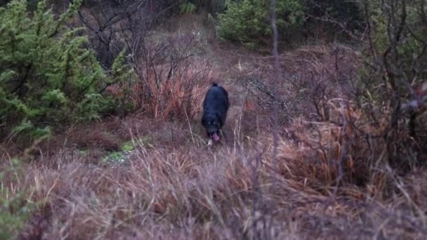 Natte Zwarte Hond Zittend Geel Gras Buurt Van Bos Tijdens — Stockvideo