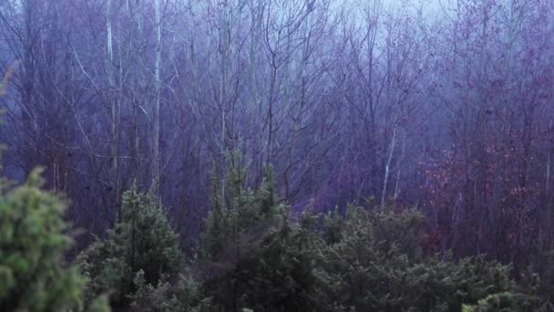 Ködös Erdő Tűlevelű Részletekkel Őszi Szezonban — Stock videók