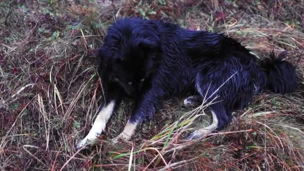 Мокрий Чорний Собака Сидить Жовтій Траві Біля Лісу Взимку — стокове відео