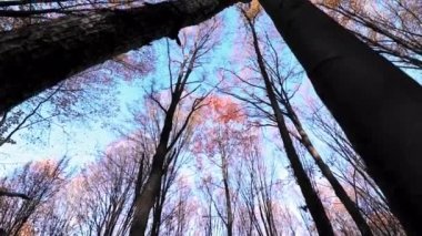 En tepedeki ağaçların perspektifi, sonbahar mevsiminde renkli yapraklar ve mavi gökyüzü.