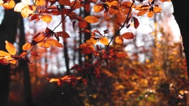 Güz mevsiminde renkli yapraklarla güzel bir orman manzarası.