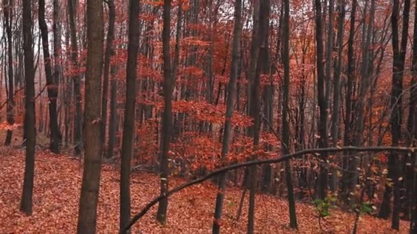 Χρωματιστά Φύλλα Πέφτουν Από Δέντρα Στο Δάσος Την Εποχή Του — Αρχείο Βίντεο
