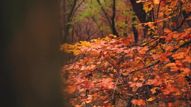 Beautiful Woodland View Colored Leaves Atumn Season — Αρχείο Βίντεο