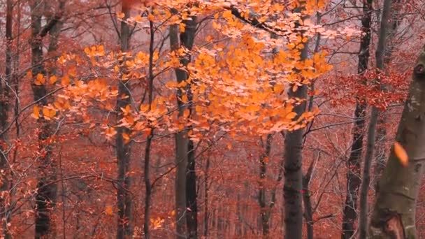 Χρωματιστά Φύλλα Πέφτουν Από Δέντρα Στο Δάσος Την Εποχή Του — Αρχείο Βίντεο