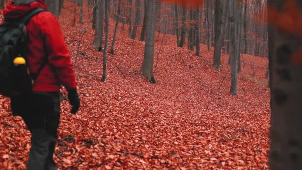Hombre Caminando Bosque Con Hojas Colores Otoño — Vídeos de Stock