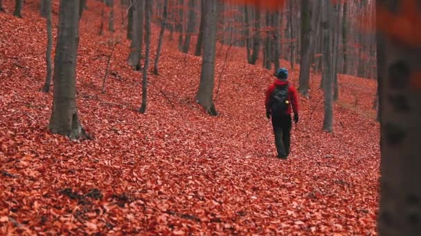 Ein Mann Der Herbst Mit Bunten Blättern Wald Spaziert — Stockvideo