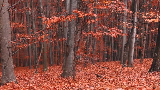 Εκπληκτικό Τοπίο Δάσος Χρωματιστά Φύλλα Την Εποχή Του Φθινοπώρου — Αρχείο Βίντεο
