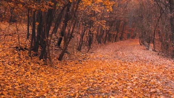 Beau Paysage Forestier Avec Des Feuilles Colorées Pendant Automne — Video