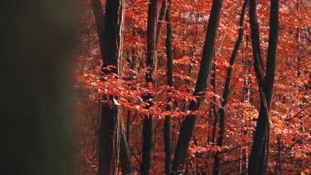 Mooi Uitzicht Het Bos Met Gekleurde Bladeren Atumn Seizoen — Stockvideo