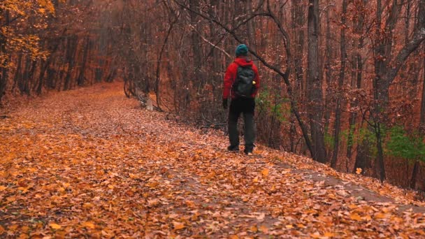 Человек Гуляющий Лесу Цветными Листьями Осенью — стоковое видео