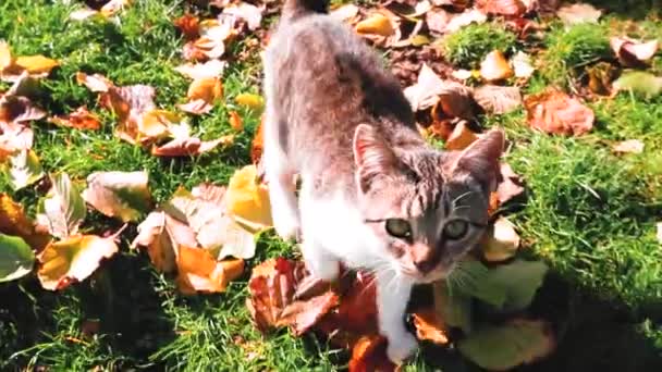 Kleines Kätzchen Den Farbigen Blättern Zur Herbstzeit — Stockvideo