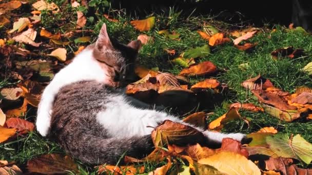 Pequeno Gatinho Nas Folhas Coloridas Durante Outono — Vídeo de Stock