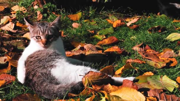 Pequeno Gatinho Nas Folhas Coloridas Durante Outono — Vídeo de Stock