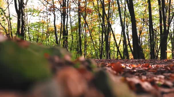 Homem Andando Bicicleta Floresta Com Folhas Coloridas Durante Outono — Vídeo de Stock