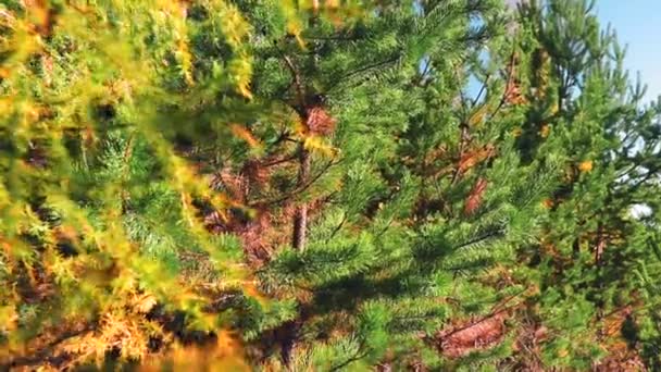 가을에 하늘에 침엽수와 침엽수 — 비디오