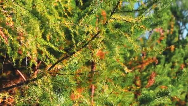 Árvores Coníferas Verdes Amarelas Céu Azul Estação Outono — Vídeo de Stock