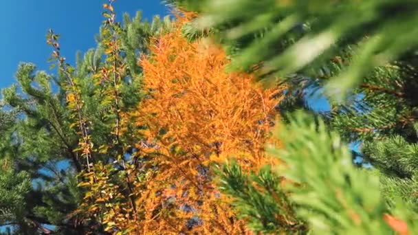 Зеленые Желтые Хвойные Деревья Голубом Небе Осенью — стоковое видео