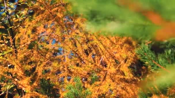 秋の青空に緑と黄色の針葉樹 — ストック動画