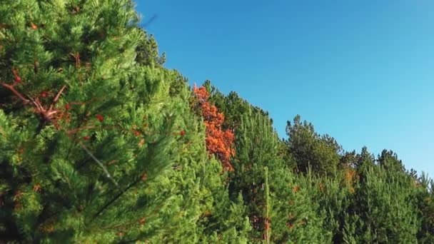 Conifères Verts Jaunes Sur Ciel Bleu Automne — Video