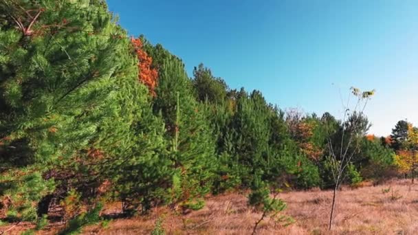 Conifères Verts Jaunes Sur Ciel Bleu Automne — Video